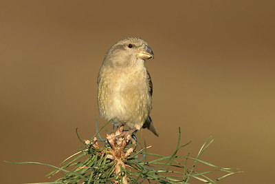BUITEN BEELD Foto: 311751