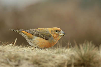 BUITEN BEELD Foto: 311755