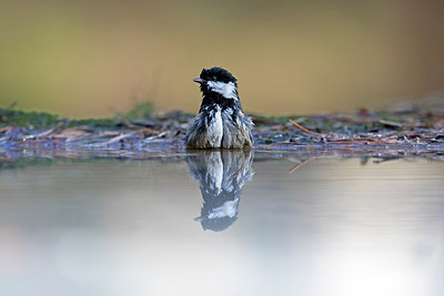 BUITEN BEELD Foto: 311766