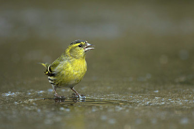 BUITEN BEELD Foto: 311773