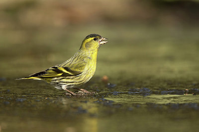 BUITEN BEELD Foto: 311775