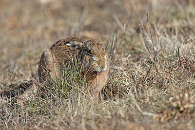 BUITEN BEELD Foto: 311780