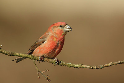BUITEN BEELD Foto: 311781