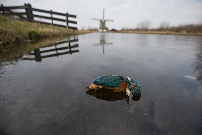 BUITEN BEELD Foto: 311804