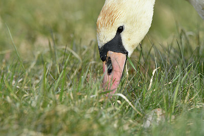 BUITEN BEELD Foto: 311829