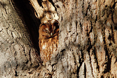 BUITEN BEELD Foto: 311874