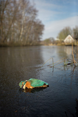 BUITEN BEELD Foto: 311877