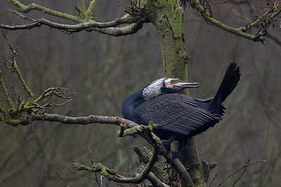 BUITEN BEELD Foto: 311883