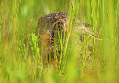 BUITEN BEELD Foto: 311914