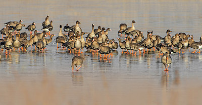 BUITEN BEELD Foto: 311918