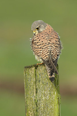 BUITEN BEELD Foto: 311923