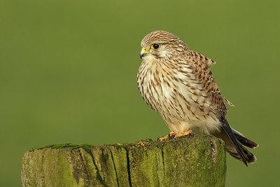 BUITEN BEELD Foto: 311925