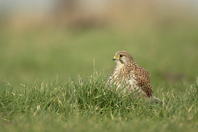 BUITEN BEELD Foto: 311932