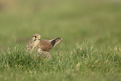 BUITEN BEELD Foto: 311933