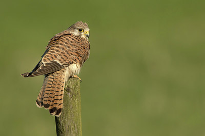BUITEN BEELD Foto: 311934