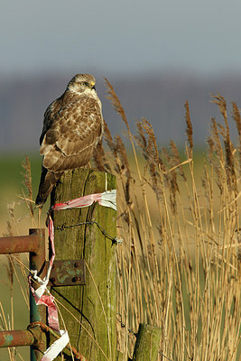 BUITEN BEELD Foto: 311939