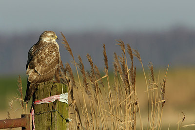 BUITEN BEELD Foto: 311940