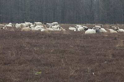 BUITEN BEELD Foto: 311996