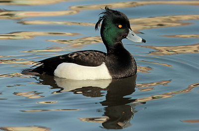 BUITEN BEELD Foto: 312038