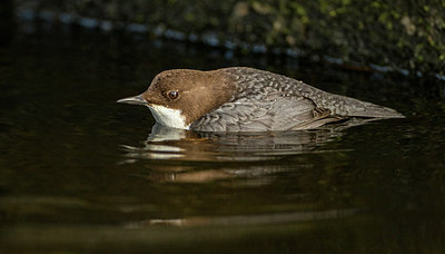 BUITEN BEELD Foto: 312077