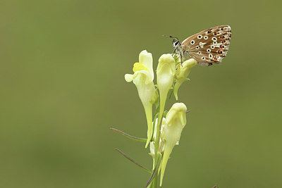 BUITEN BEELD Foto: 312152