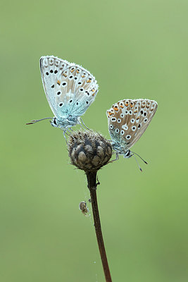 BUITEN BEELD Foto: 312153