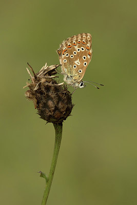 BUITEN BEELD Foto: 312158