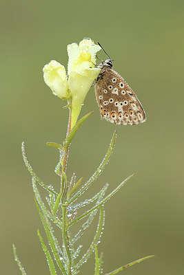 BUITEN BEELD Foto: 312163