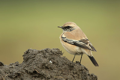 BUITEN BEELD Foto: 312164