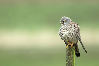 BUITEN BEELD Foto: 312185