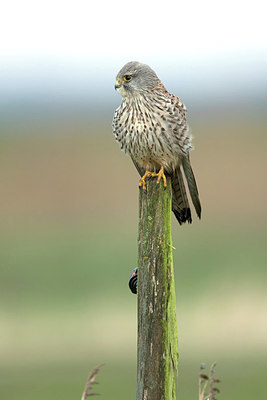 BUITEN BEELD Foto: 312186