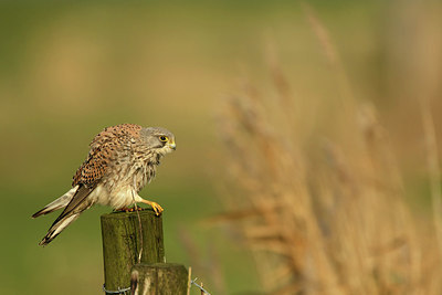BUITEN BEELD Foto: 312191