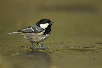 BUITEN BEELD Foto: 312238