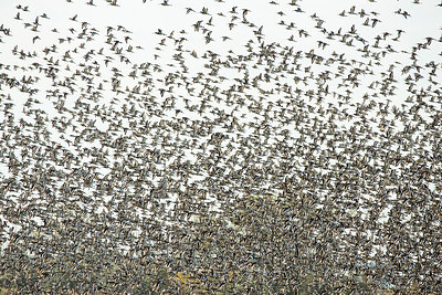 BUITEN BEELD Foto: 312247