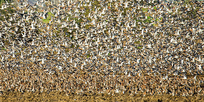 BUITEN BEELD Foto: 312249