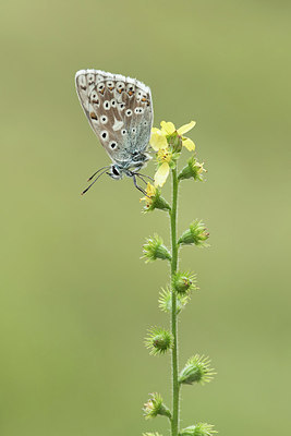 BUITEN BEELD Foto: 312255