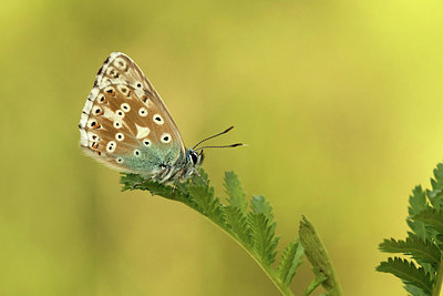 BUITEN BEELD Foto: 312256