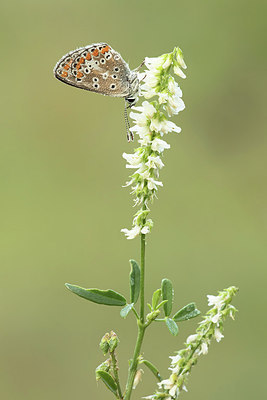 BUITEN BEELD Foto: 312262