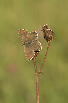 BUITEN BEELD Foto: 312263