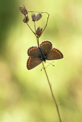 BUITEN BEELD Foto: 312265