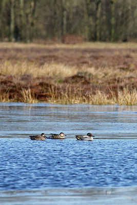 BUITEN BEELD Foto: 312328