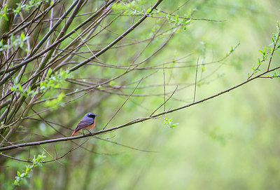 BUITEN BEELD Foto: 312345