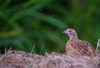 BUITEN BEELD Foto: 312378