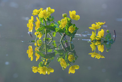 BUITEN BEELD Foto: 312520