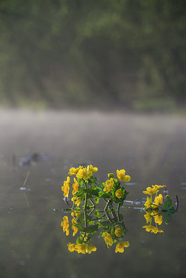 BUITEN BEELD Foto: 312527