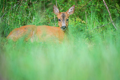 BUITEN BEELD Foto: 312539