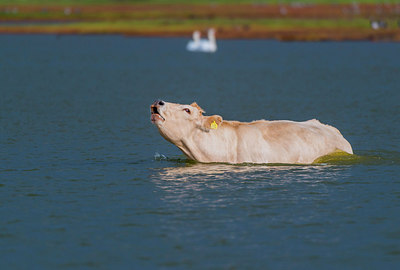 BUITEN BEELD Foto: 312595