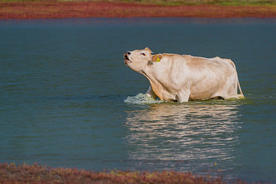 BUITEN BEELD Foto: 312610