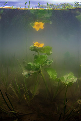 BUITEN BEELD Foto: 312615