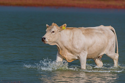 BUITEN BEELD Foto: 312616